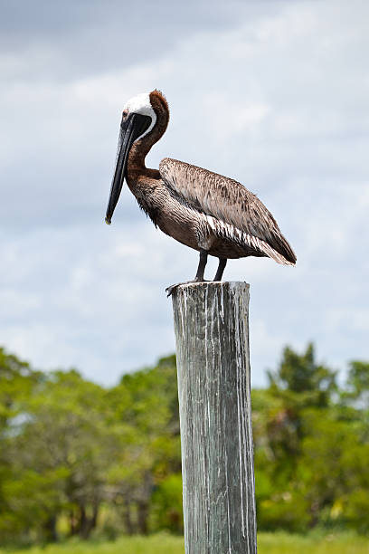 Pelican auf Pole – Foto