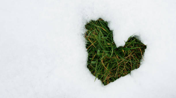 istock Heart of grass in snow 1813294092