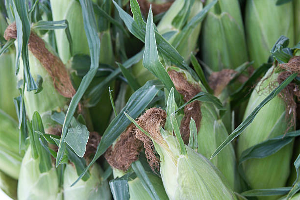Fresh Unshucked Corn Close up of fresh, organic unshucked corn crop maize unshucked cob stock pictures, royalty-free photos & images