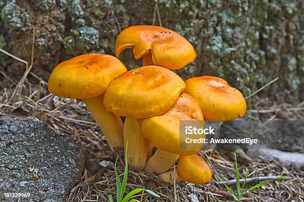 Grupo De Hongos De Olivo Foto de stock y más banco de imágenes de Seta - Seta, Seta de olivo, América del norte