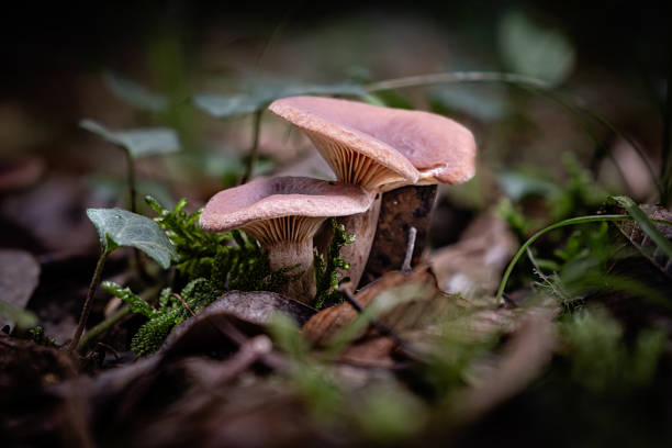 istock Fungi in a forest in the Dordogne 1813299905