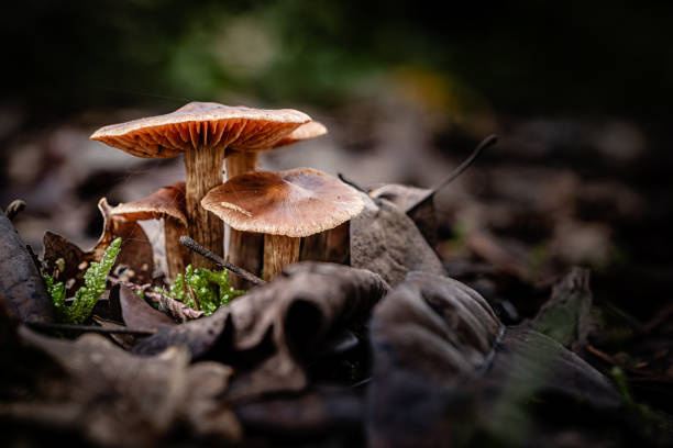 istock Fungi in a forest in the Dordogne 1813299910