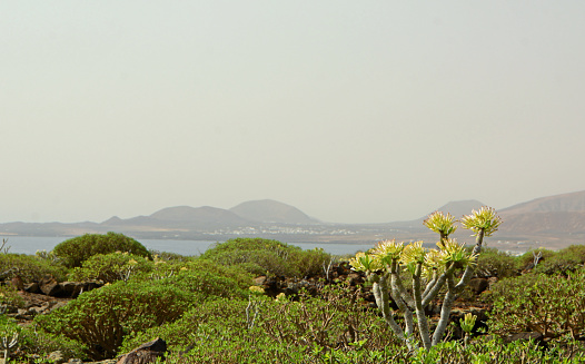 Lanzarote: Landscape surroundings with a single dracaena draco plant.