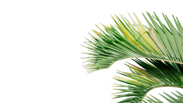 istock coconut leave nature transparent cut out forest isolated background 3d render. 1813301537