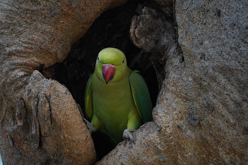 Rose Ringed Parakeet