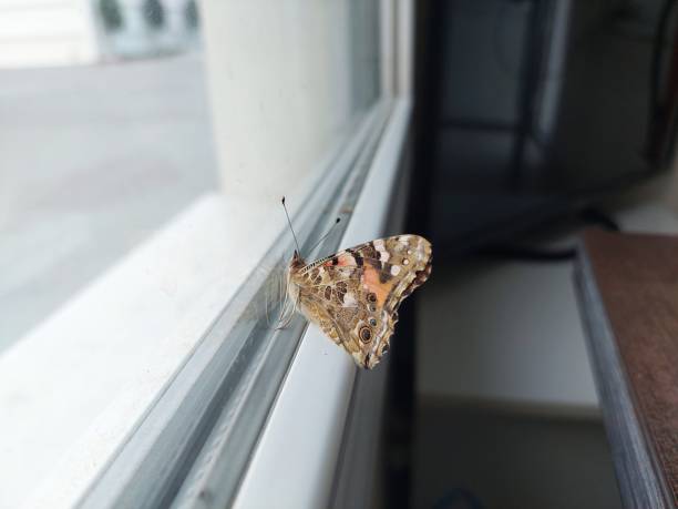 istock A butterfly perched on the window sill 1813308067