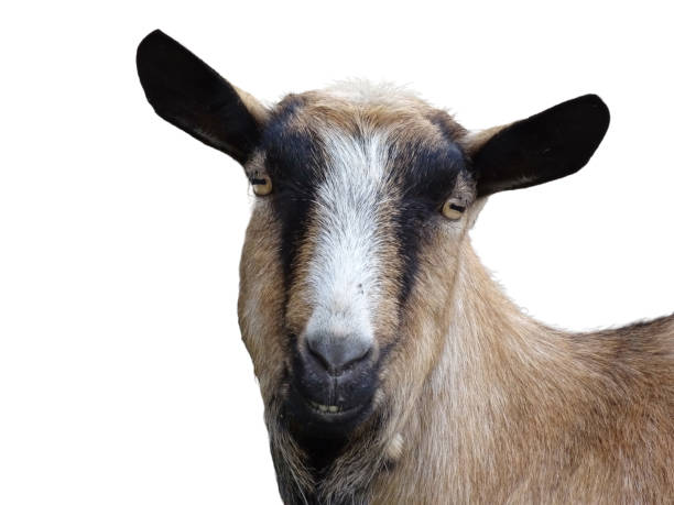 istock Portrait of a goat. Isolated on white 1813310187