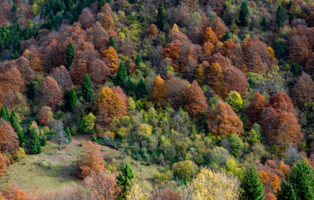 istock Colorful forest in the autumn 1813313504