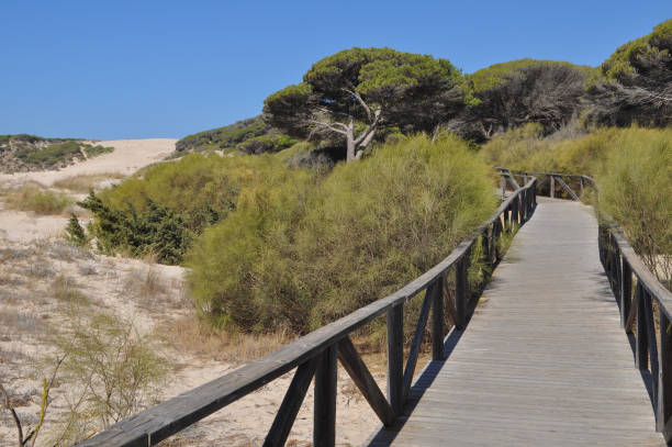 istock The beach in Bolonia 1813322603