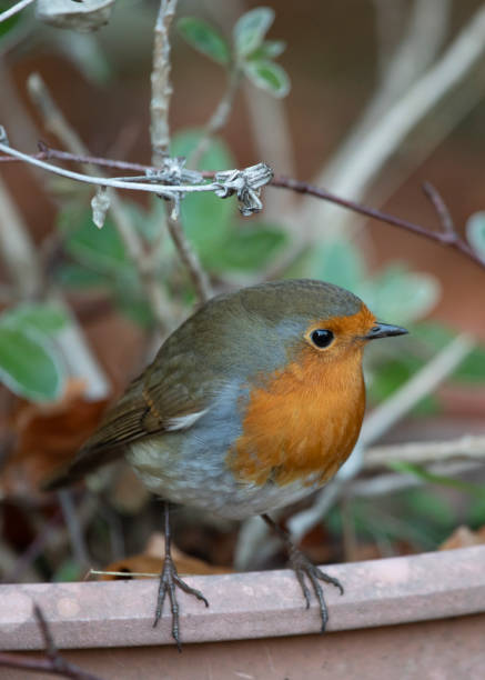 istock Robin in a garden in November 1813322627