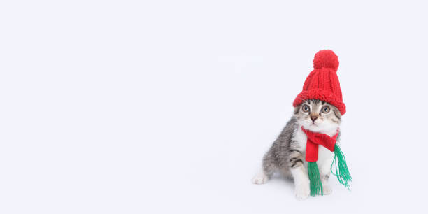 istock Kitten in Santa Claus xmas red cap. 1813324762