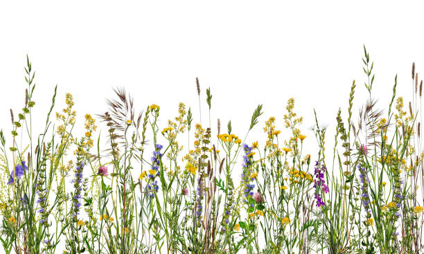 istock Summer composition. Wildflowers and herbs isolated on white background. 1813328971