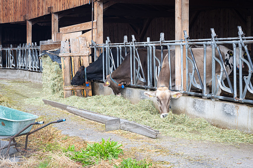 Cows behind a fence eating hay on a small farm in South Tyrol.
