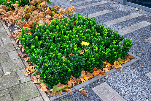 Bed with boxwood plants (Buxus sempervirens) in an urban garden.