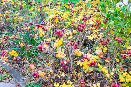 Rose bushes with autumn leaves and bright red rose hips.