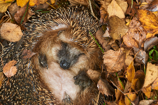 European hedgehog hibernating in natural woodland habitat. Curled into a ball in fallen Autumn leaves. Winter sleeping