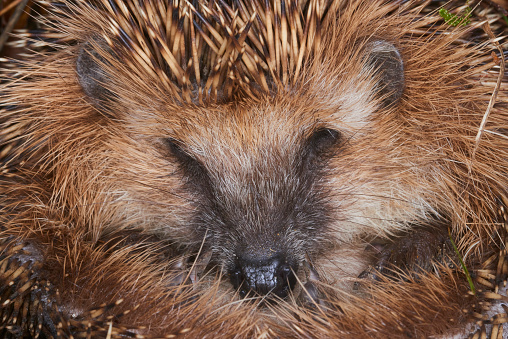 European hedgehog hibernating in natural woodland habitat. Curled into a ball in fallen Autumn leaves. Winter sleeping