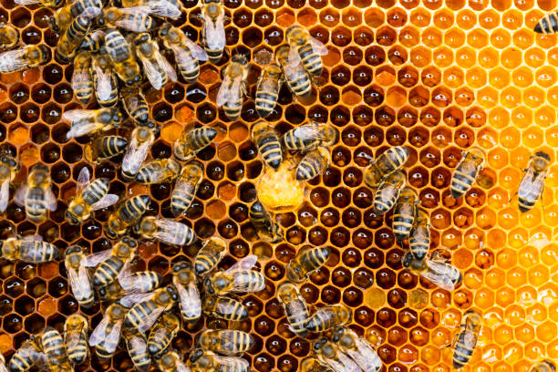 istock Honey bees in bee hive 1813339335