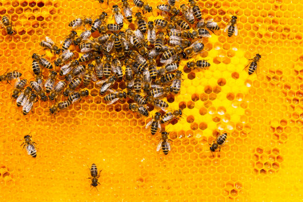 istock Honey bees in bee hive 1813340526