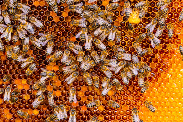 istock Honey bees in bee hive 1813340545