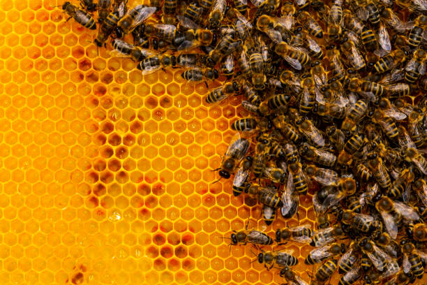 ミツバチの巣箱のミツバチ - beehive bee colony wax ストックフォトと画像