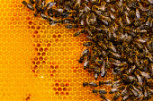 Honey bees in bee hive