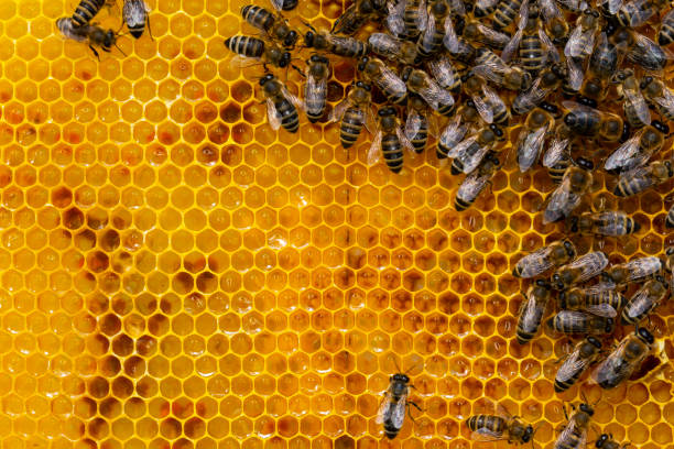 istock Honey bees in bee hive 1813341606