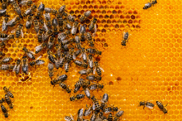istock Honey bees in bee hive 1813342114