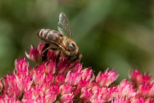 Honey bee or European honey bee (Apis mellifera) on flowers of orpine (Hylotelephium telephium), family Crassulaceae.