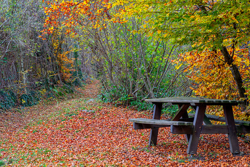 Bench with wooden table in the woods
