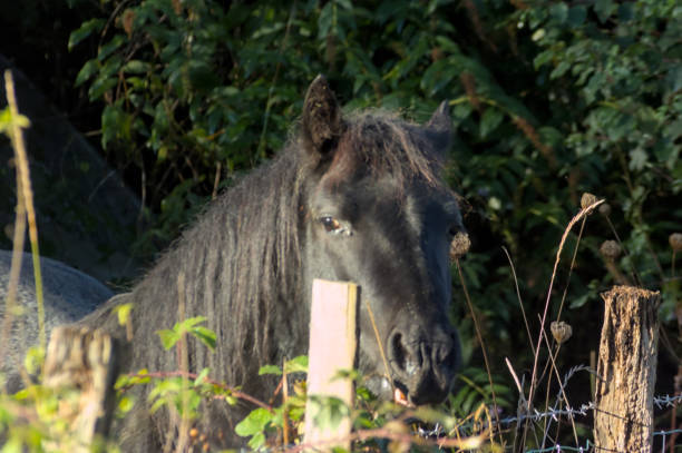 istock horse staring into a fence 1813350898
