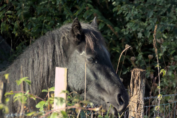 istock horse staring into a fence 1813350909
