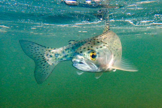 istock Rainbow trout caught on a fly rod and released in the Boise River, Idaho 1813361114