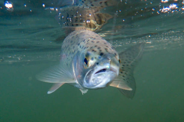 istock Rainbow trout caught on a fly rod and released in the Boise River, Idaho 1813361633