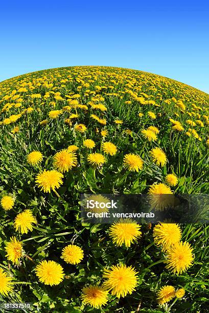 Foto de Dentes De Leão No Meadow e mais fotos de stock de Amarelo - Amarelo, Azul, Beleza natural - Natureza