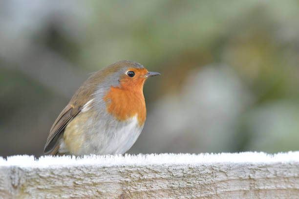 istock Christmas robin sat on frosty fence 1813385101