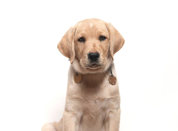 istock Yellow Labrador Retreiver Puppy 181338519
