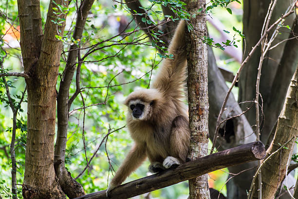 istock Gibbon in Thailand 181338796