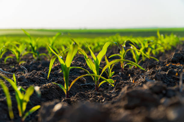istock Green corn grow in an industrial field. Growing corn on a large scale 1813388236