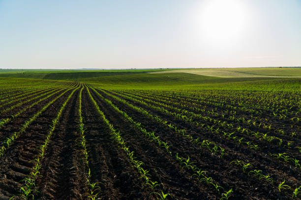 istock A large field of corn sprouts. Beautiful rows of corn 1813388237
