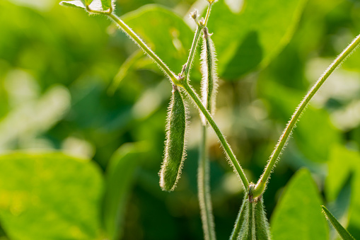 Stems of young green soybean plants. Green soybean pods close up.