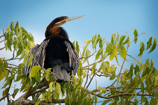 African Darter - Anhinga rufa also snakebird, water bird of sub-Saharan Africa and Iraq, sitting on the branch above the water, hunting fish in the water, long beak, neck and tail.