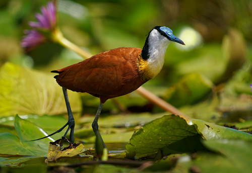 African Jacana - Actophilornis africanus  is a wader bird in Jacanidae, long toes and long claws that enable them to walk on floating vegetation in shallow lakes, flowers and waterlily.