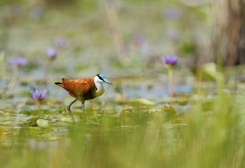 African Jacana - Actophilornis africanus  is a wader bird in Jacanidae, long toes and long claws that enable them to walk on floating vegetation in shallow lakes, flowers and waterlily.