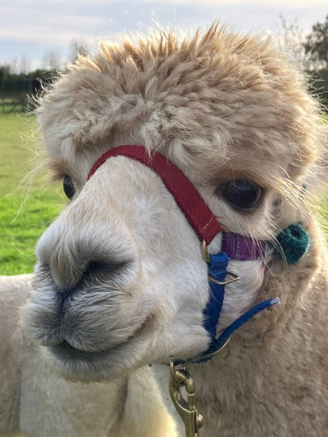 istock Huacaya alpaca, portrait 1813406143