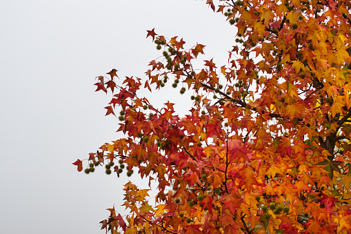 Detail of branches and leaves of a horse chestnut tree in warm autumn colors, with space for text. Autumn concept.