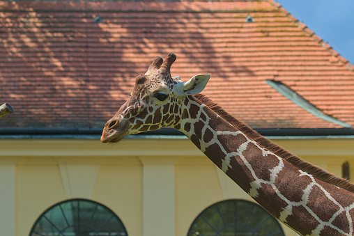 The upper part of a giraffe close-up against the background of a bright tiled roof. Concept of wild animals.