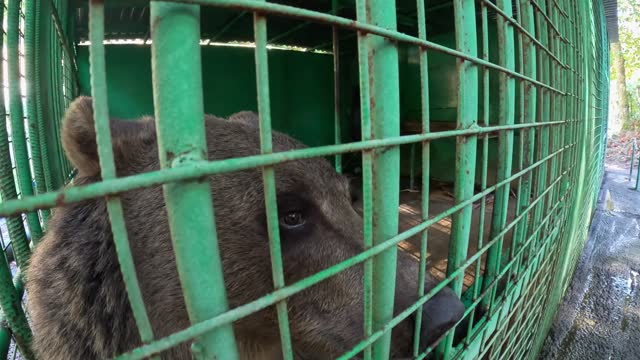 Hungry brown bear with sad eyes, sitting in a green cage. He sticks his black nose and clawed paw ou
