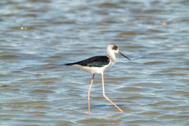 A black-winged stilt (Himantopus himantopus) stands in the wetland. It feeds by wading, picking from the water surface with its needle-like bill.