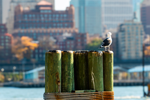 A seagull perched on a Manhattan Ferry pier with the east river end the buildings of Brooklyn Heights in the background.